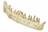 Mosasaur Jaw With Twenty Teeth - Oulad Abdoun Basin, Morocco #195777-14